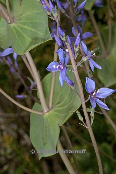 parahebe perfoliata 2 graphic